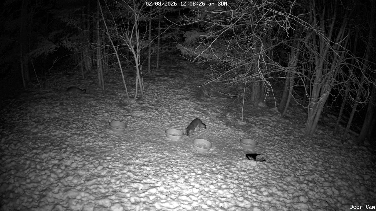 Two Red Fox 2-8-2026 12:07 AM