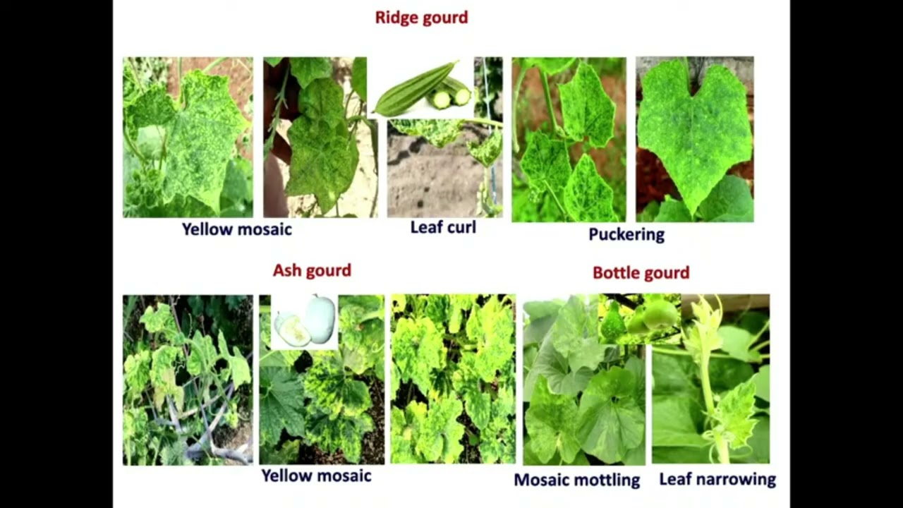 Begomoviruses: An Emerging Threat to Vegetable Production and Food Security.