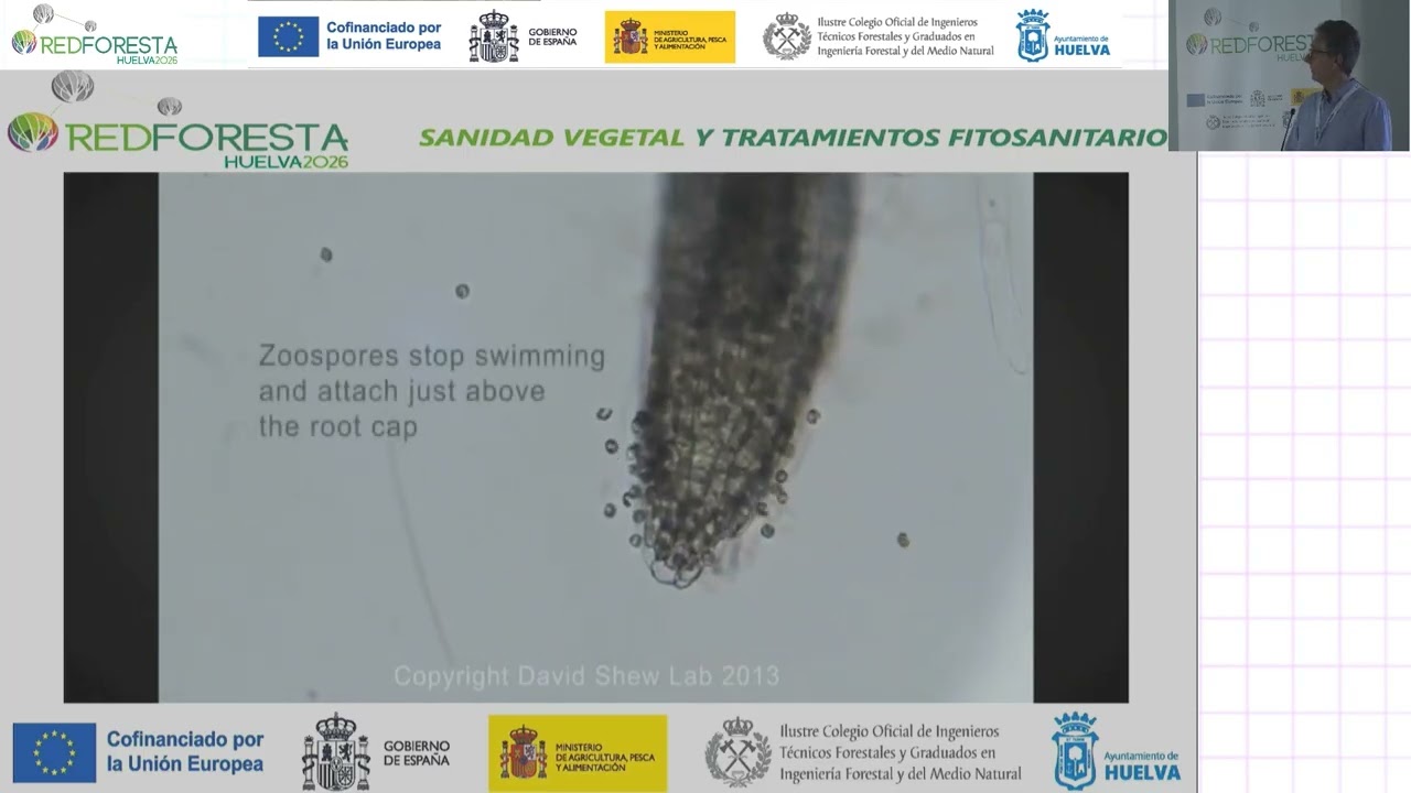 REDFORESTA HUELVA 2026 - Phytophthora cinnamomi en el decaimiento de encinas y alcornoques.