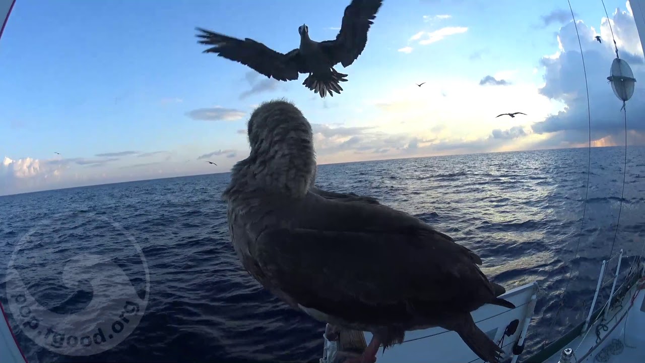 0030a Equatorial Pacific Sea Birds Playing Other - sound of sailing at 2.5 knots