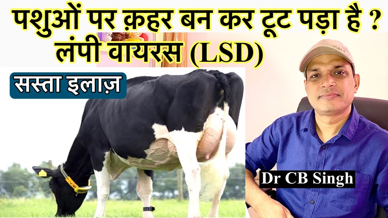 दुधारु पशुओं पर क़हर बन कर टूट पड़ा है लंपी | Lumpy Skin Disease Treatment | LSD | @Dairy Ustaad