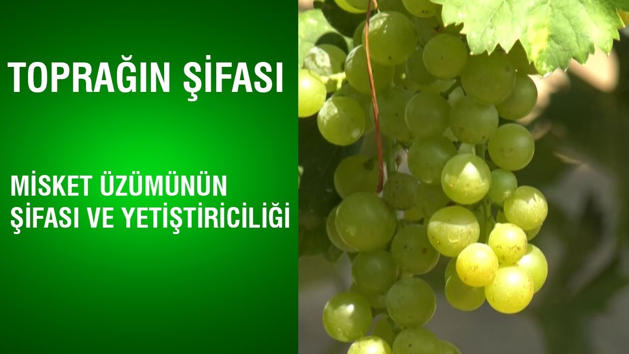 Toprağın Şifası - Misket &Uuml;z&uuml;m&uuml;n&uuml;n Şifası ve Yetiştiriciliği