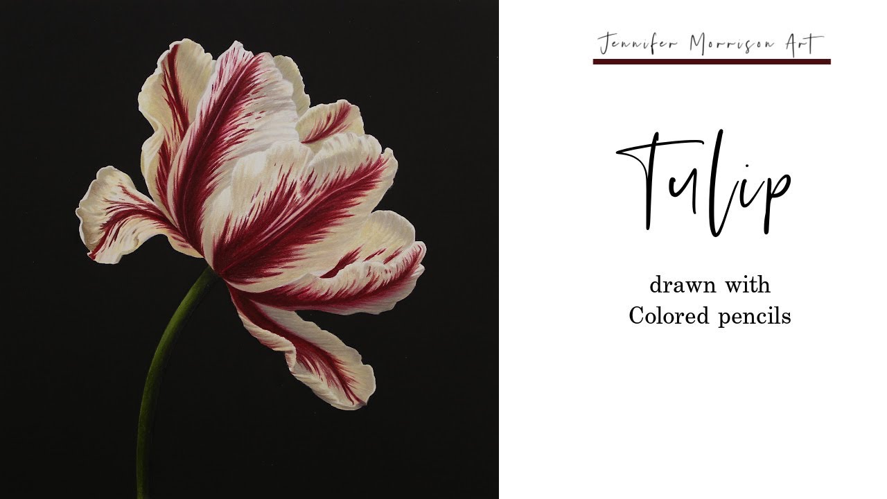 Colored Pencil Drawing: Tulip on Black + Easy Photoshop Background Tutorial