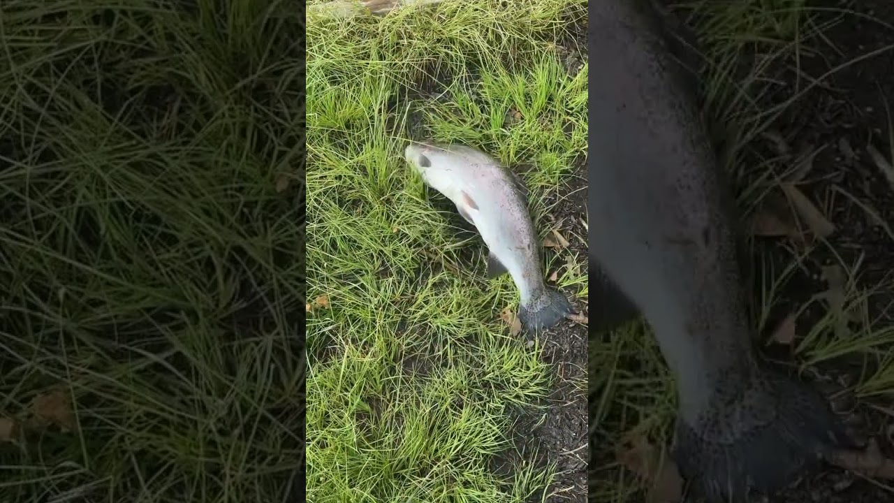 Regnbåge🎣