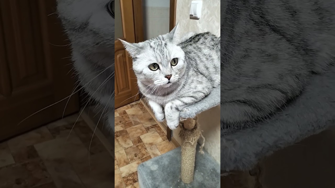 Шеф, свободный? #юмор #веселыекоты #cat #видосыоткота #кот #прикольныекоты #смешновидео #смех #коты