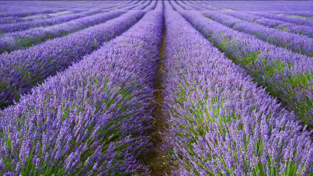 A focus on English Lavender: All you need to know about Lavandula angustifolia