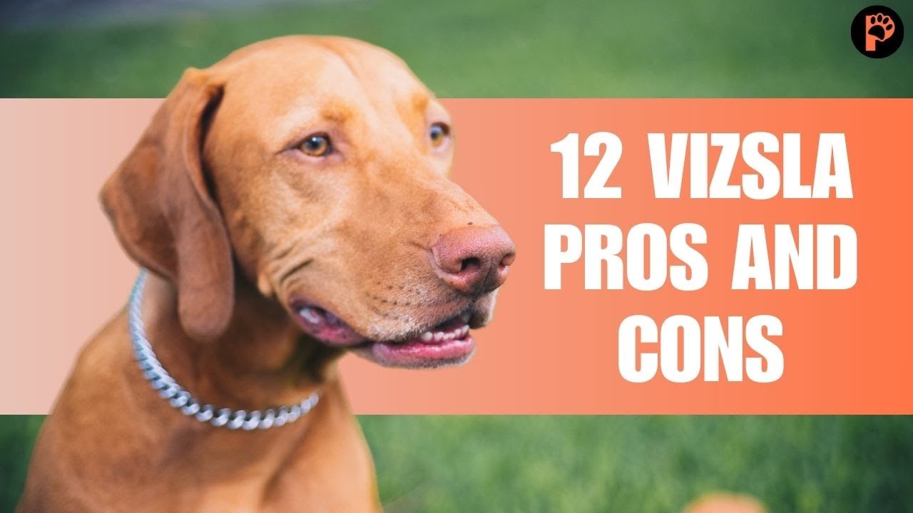 12 Vizsla Pros and Cons: What to Know Before You Get One