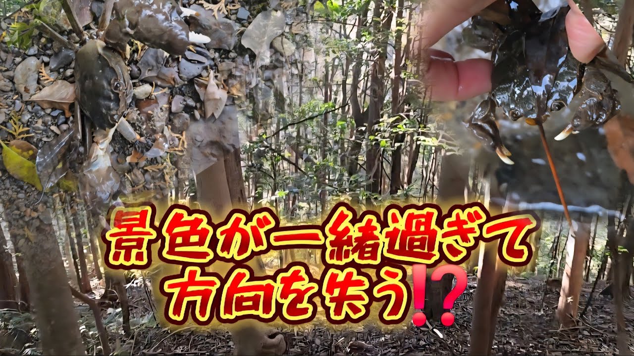 【昆虫採集】フィールドワーク‼️あれもこれも採集出来る最高なポイント‼️