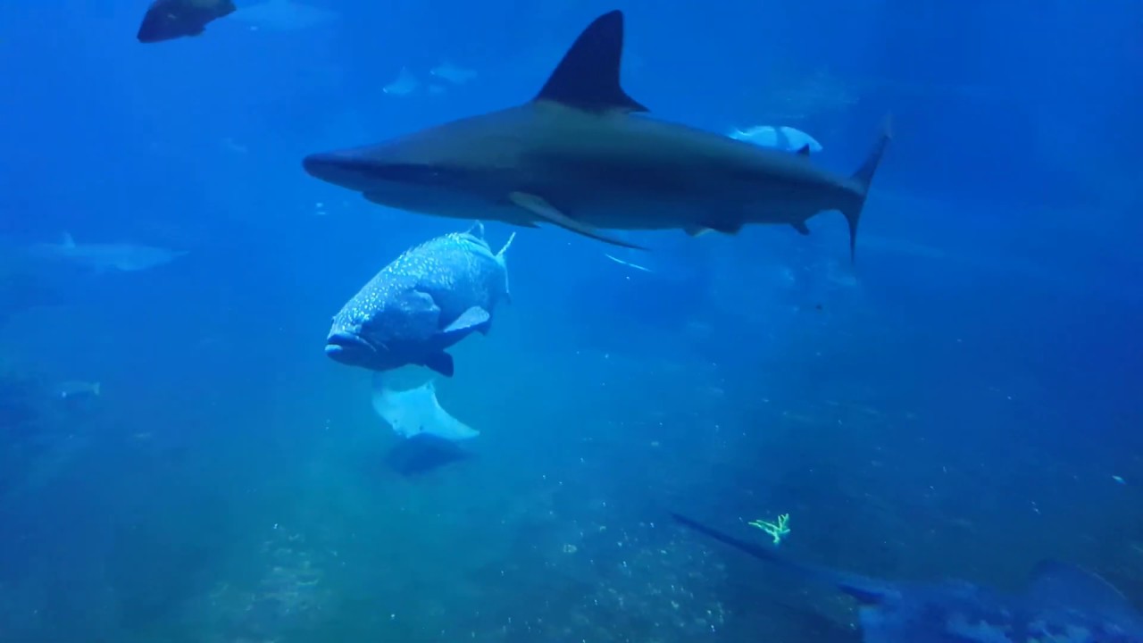 Afrykarium Oceanarium Wrocław ZOO
