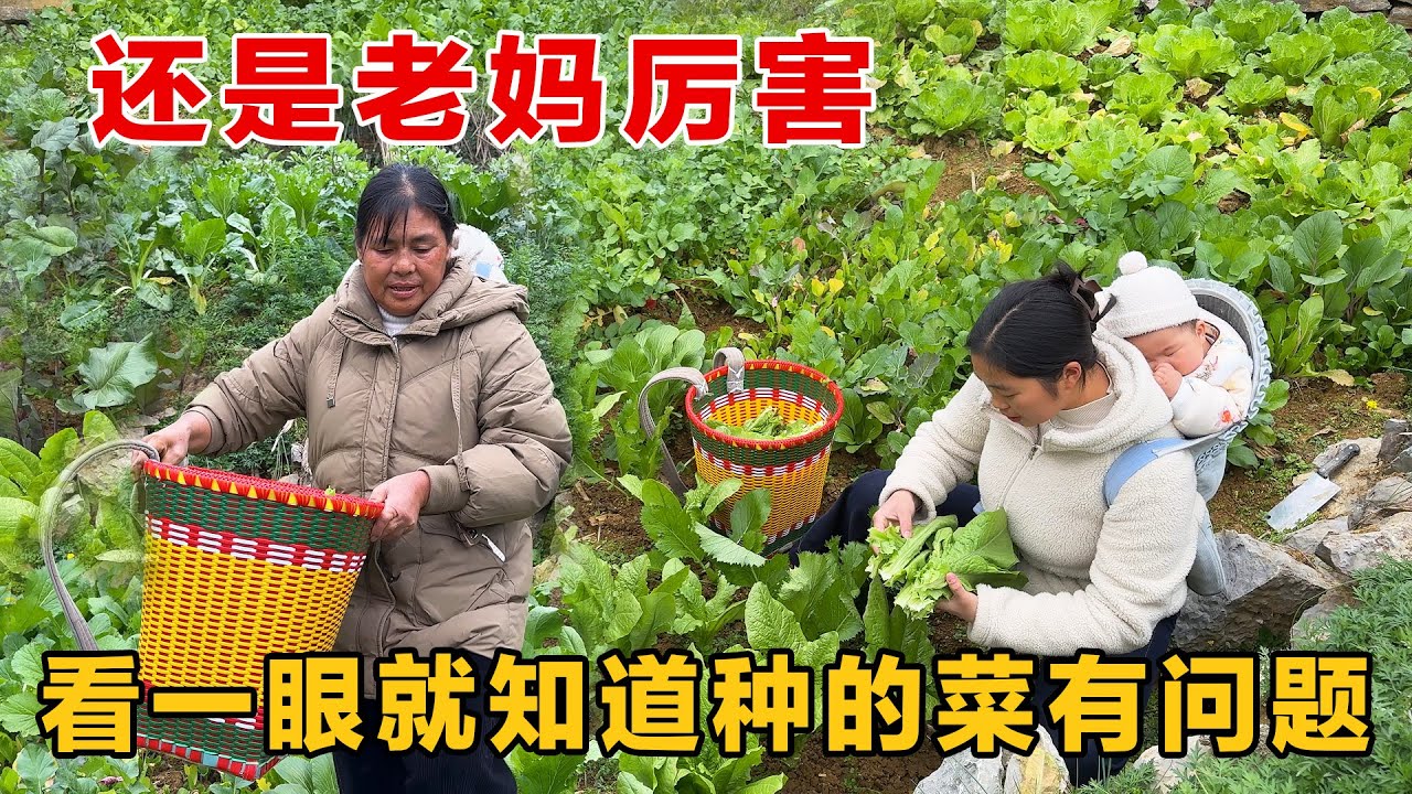 老妈才是种菜高手，看一眼就知道我们种的菜有问题，又长知识了