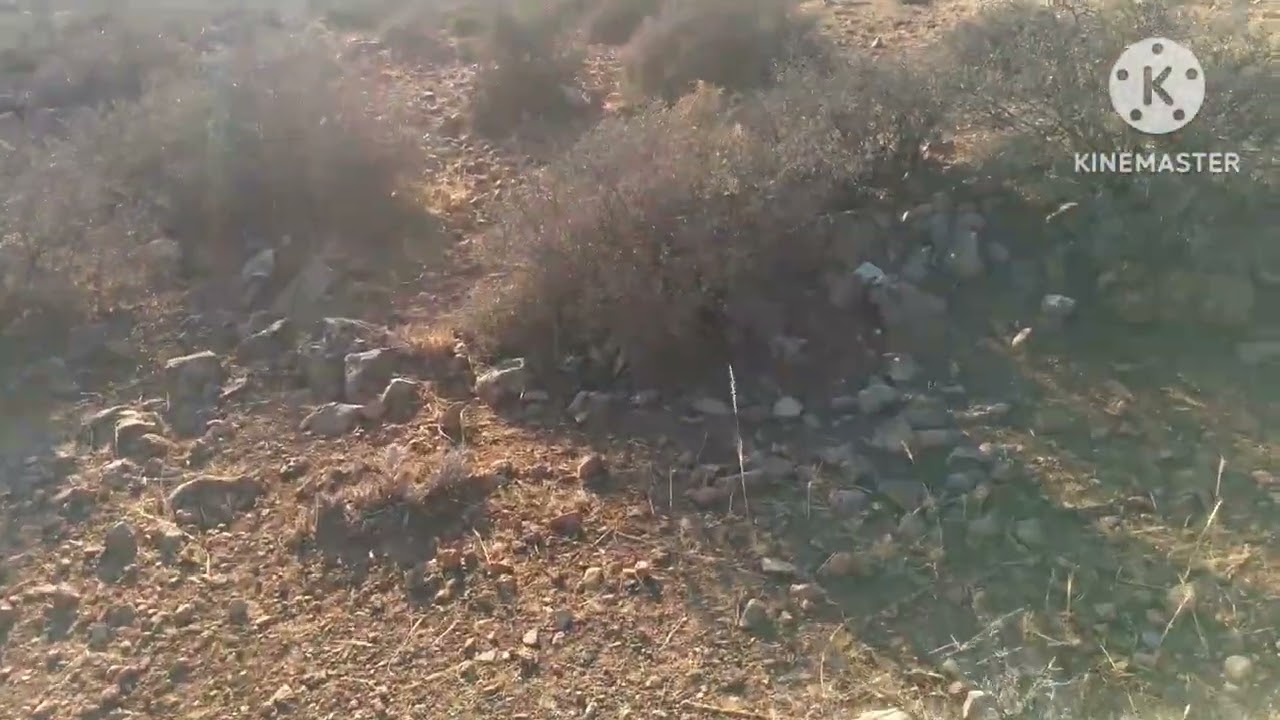 15/08/2024/قطعه ارضيه تيتر محافظه مساحتها هكتار 1 6000 م فيها 120 الزيتون ثمنها 16 مليون 0666467992