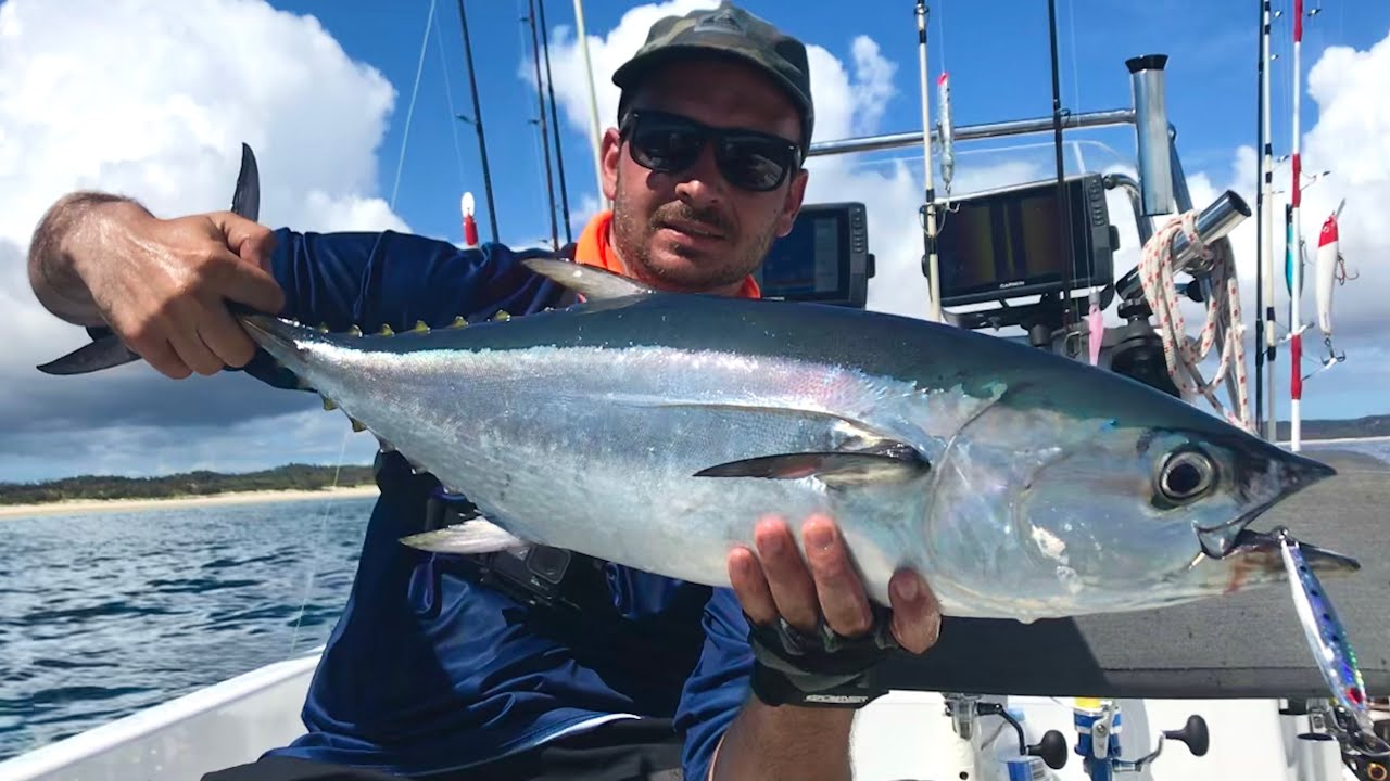 TUNA ACTION!!!! Screaming Reel! So many!!!
