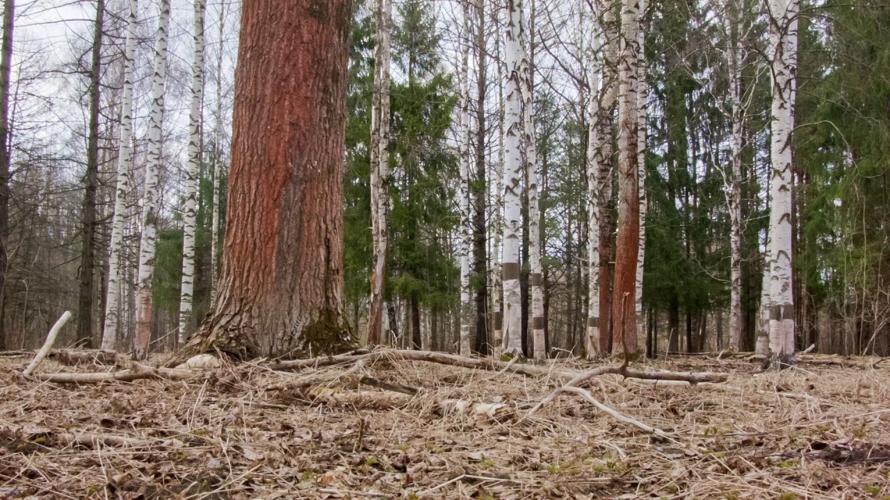 spring forest slider test (bmpcc, 14mm lens, prores graded)
