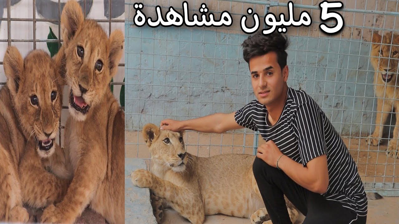 الاسود تمتلك ذكاء عجيب تعال شوف شلون يسمعآ الكلام