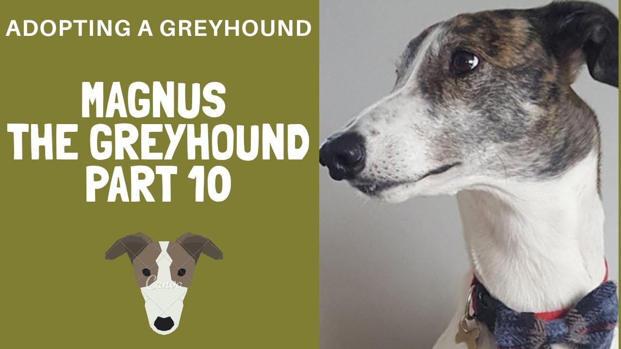 Adopting A greyhound