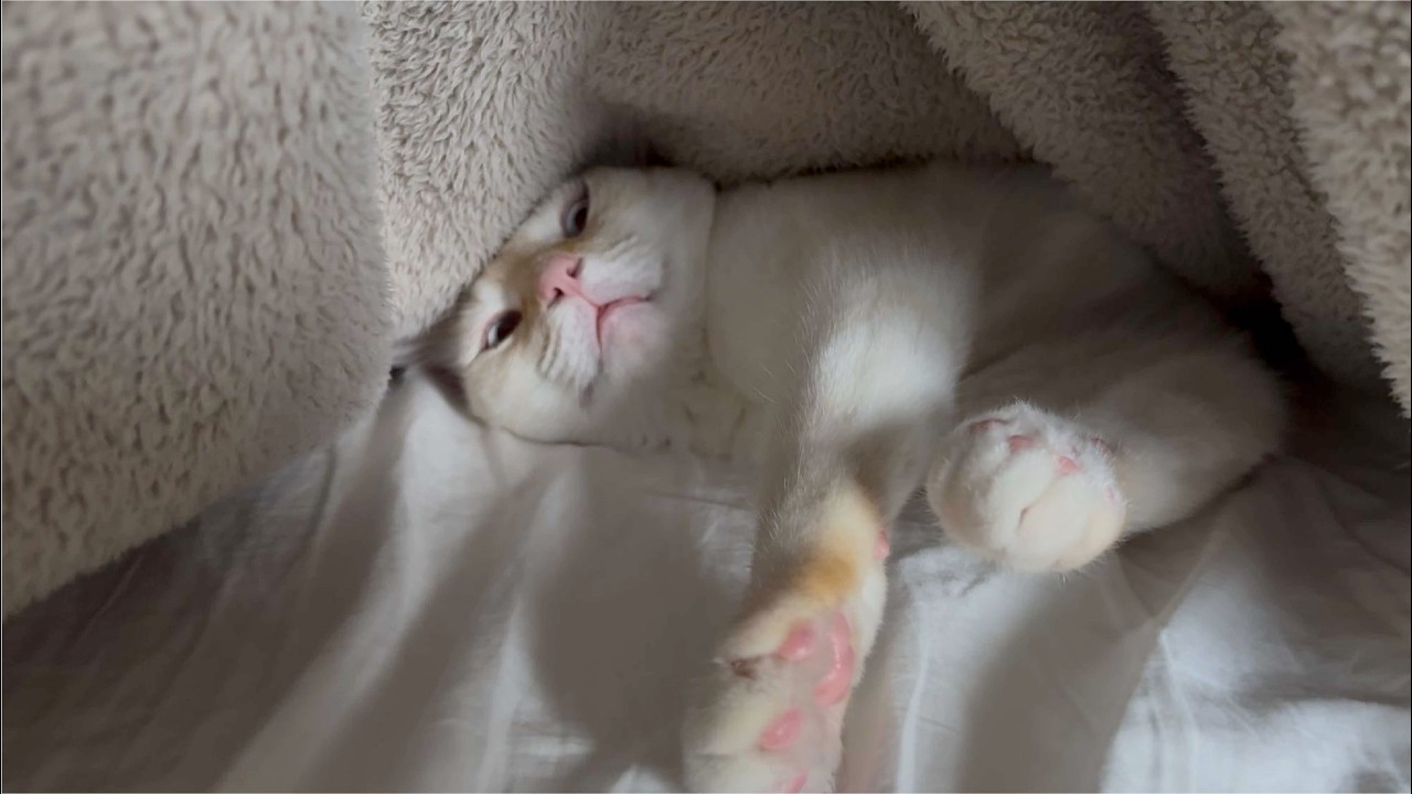 あーらよっとな寝方（猫）