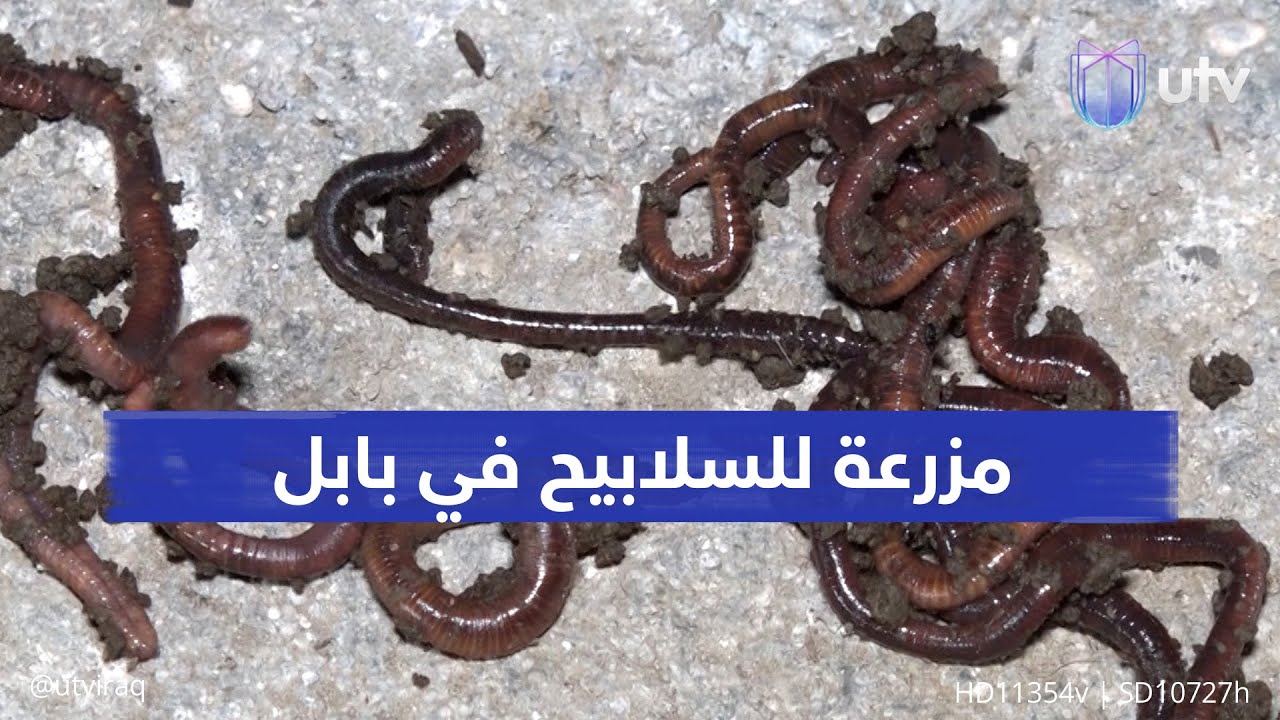 مزرعة للسلابيح في بابل.. مشروع يكاثر مليوني دودة أميركية لتصنيع الأسمدة العضوية