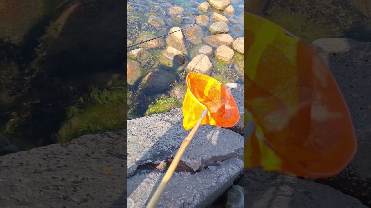 #wędkarstwo #fishing #szymusfishing #krab #ultralight #naryby #łowienieryb #kraby #crabfishing #ryby