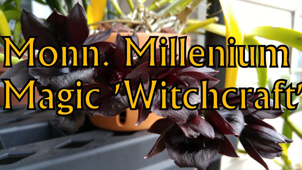 Monn  Millenium Magic 'Witchcraft'