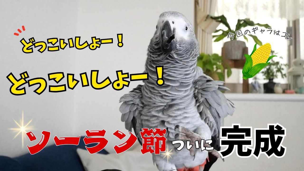 【ソーラン節】ヨウム、ついに「どっこいしょー！どっこいしょー！」を習得🤣！？