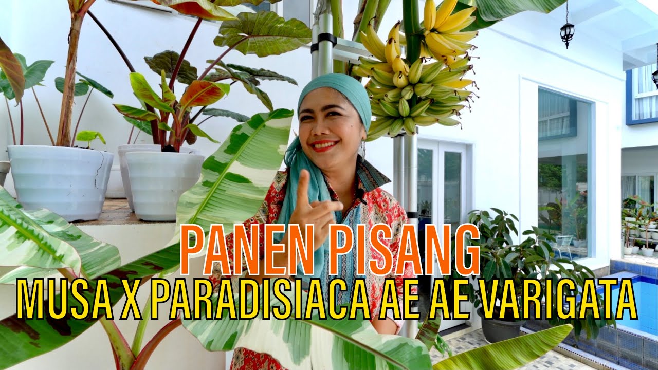 TIPS PERAWATAN PISANG MUSA AE AE VARIEGATA | TRENDING PLANT