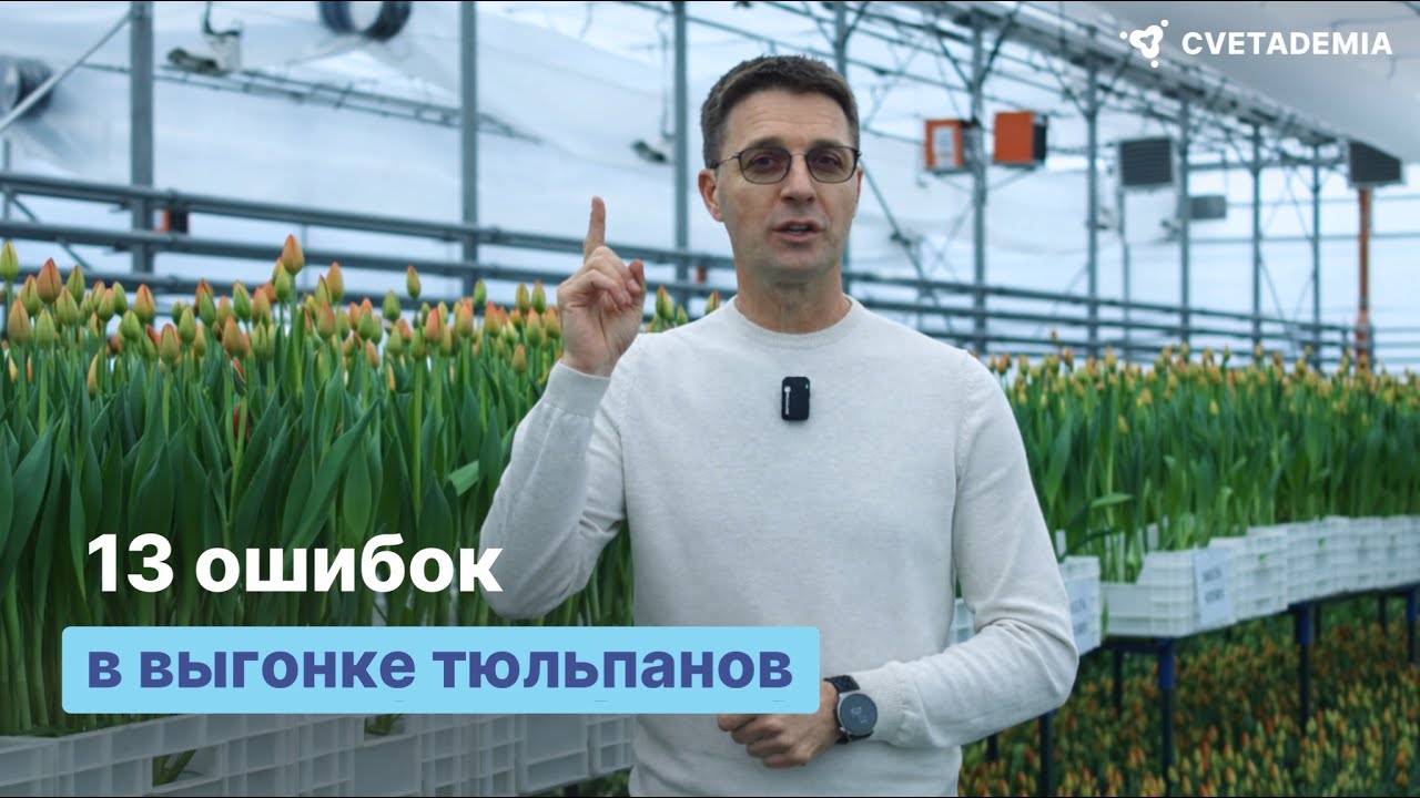 Почему тюльпаны могут не зацвести? Рекомендации для выхода тюльпанов от 90%