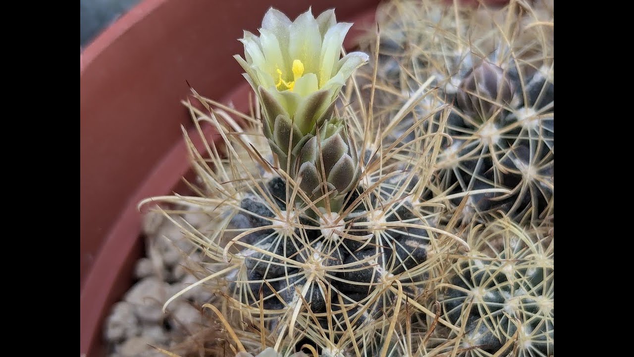 Ancistrocactus Part 2