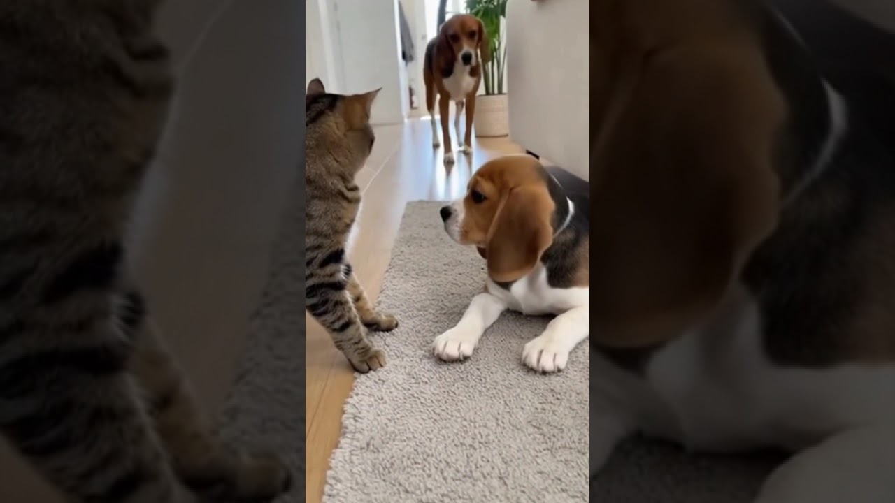😼🐶 Cat Bullies Beagle Puppy—Mom Arrives, Puppy Gently Strikes Back!
