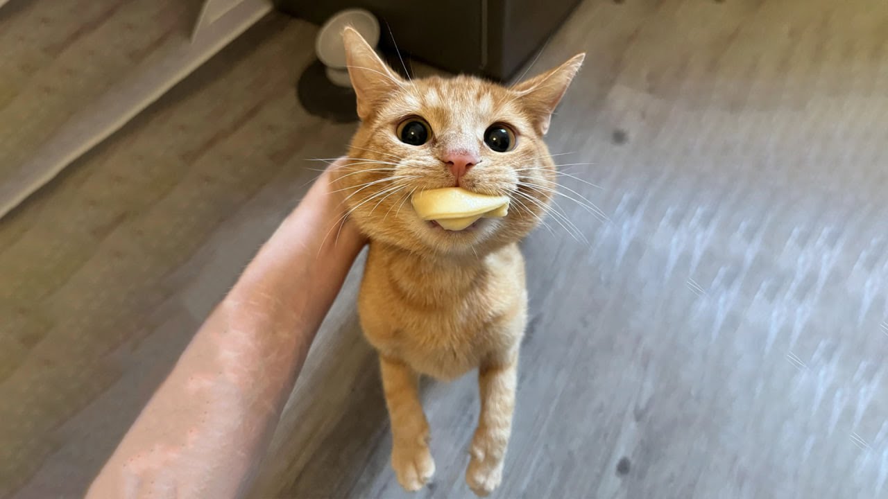 The Goofiest Cat On Earth 😂 Funny Cat Video Part 47
