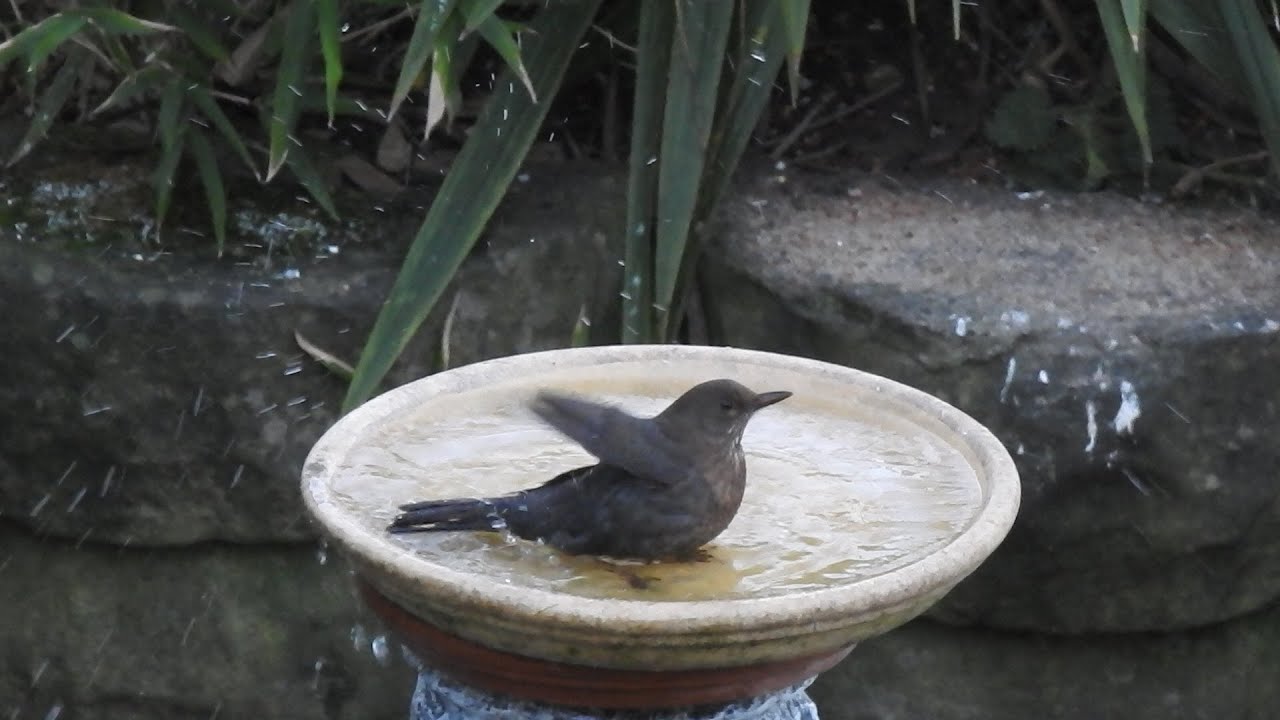 Bath Time at the Birdbath. Feed the birds UK 05 01 26
