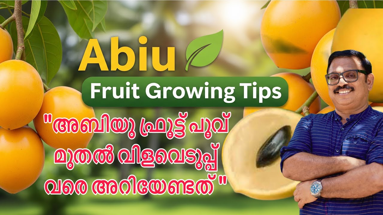 ABIYU FRUIT GROWING TIPS 