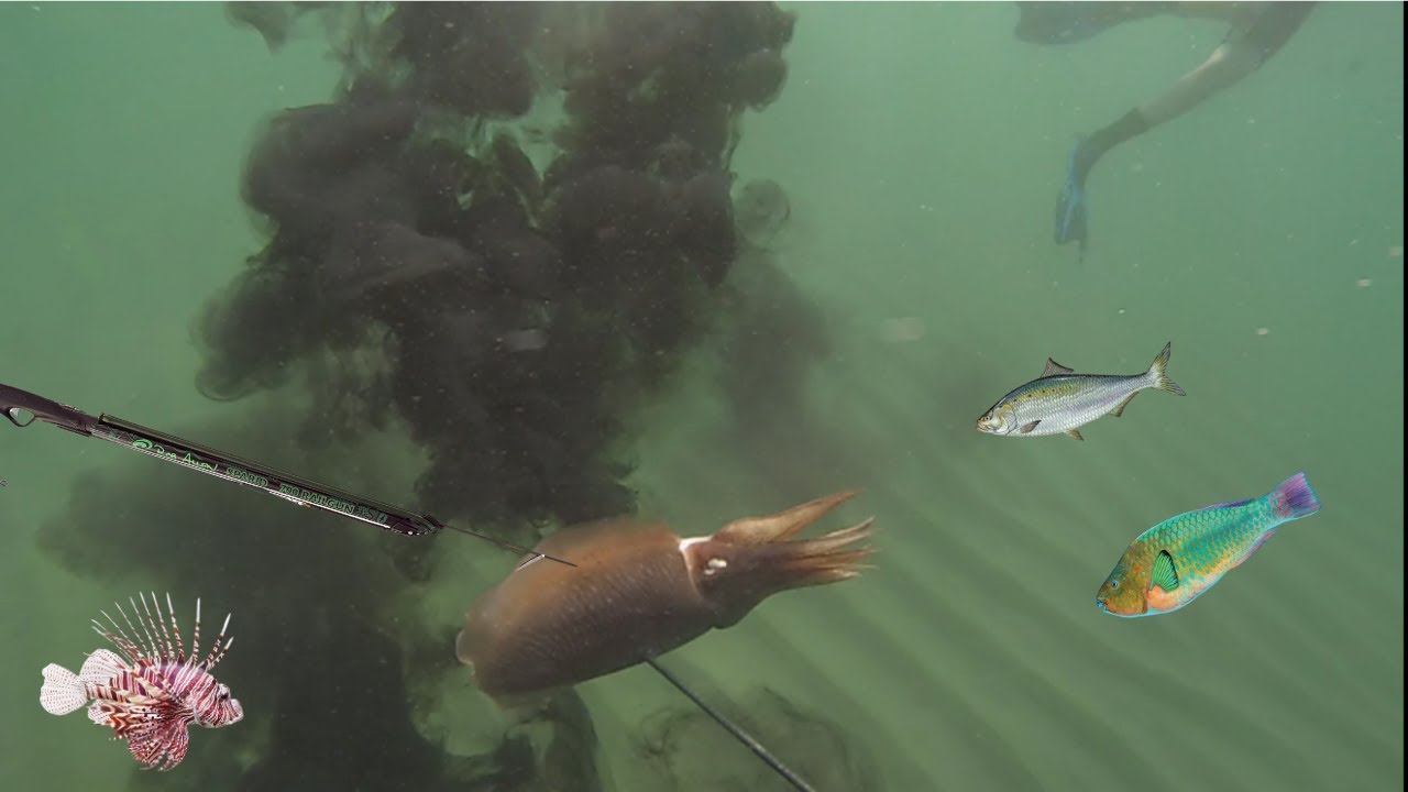 Spearfishing North pier part II