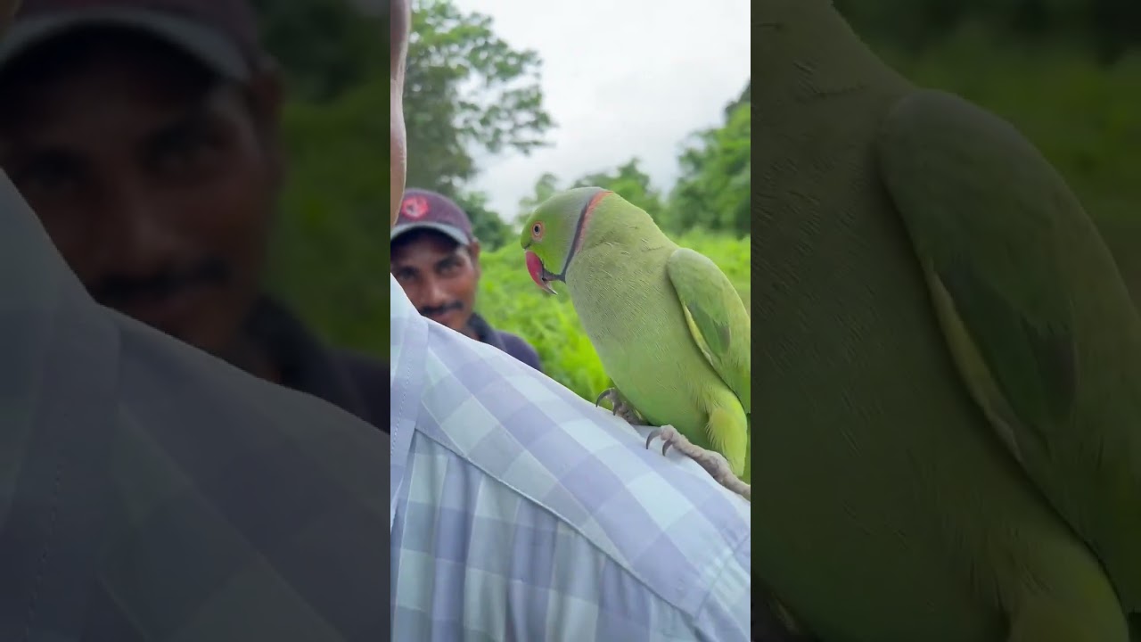 smart parrot 🦜🦜🦜