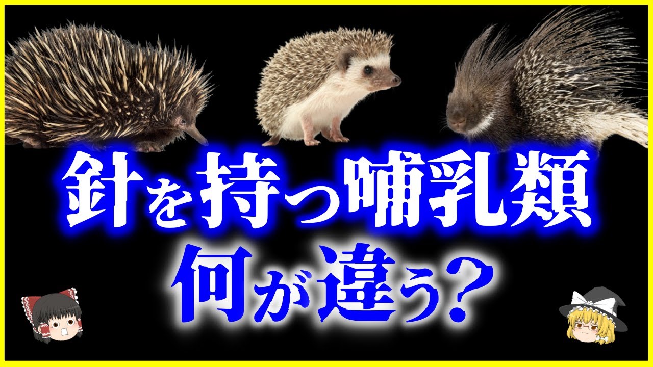 【ゆっくり解説】進化が選んだ3つの答え…ハリモグラとヤマアラシとハリネズミ、何が違う？を解説/針を持つ哺乳類の進化史