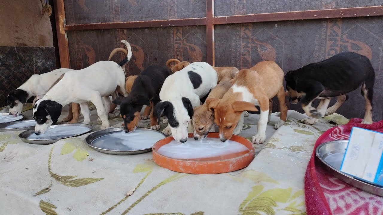 Hungry, Cold & Homeless 🥶🐶 | Feeding Motherless Puppies Found on the Street |