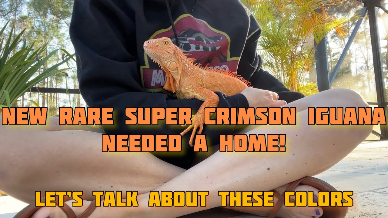 New Super Crimson Iguana, breeding talk!