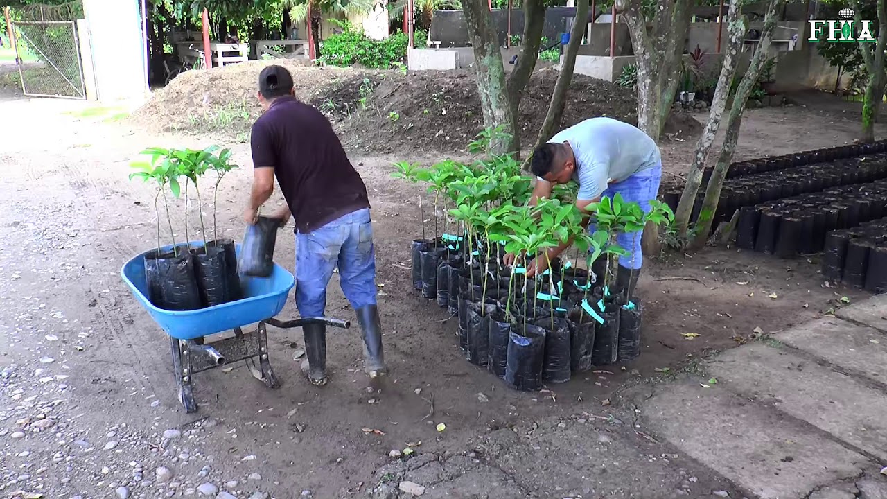 PLANTAS DEL VIVERO DE LA FHIA