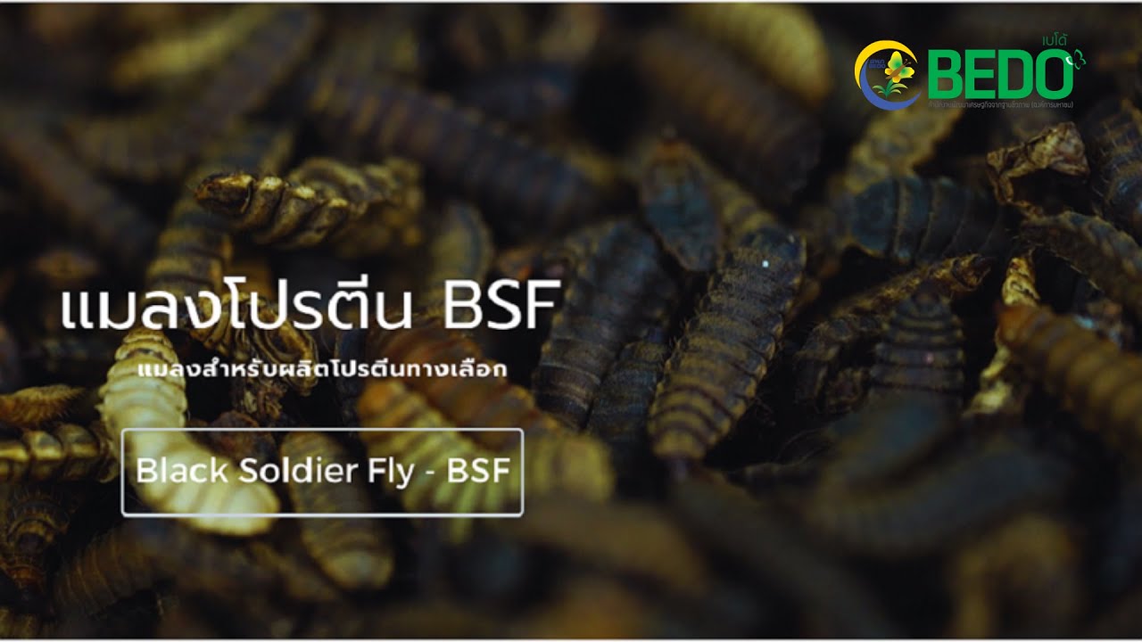 แมลงโปรตีน BSF แมลงสำหรับผลิตโปรตีนทางเลือก (Black Soldier Fly - BSF)