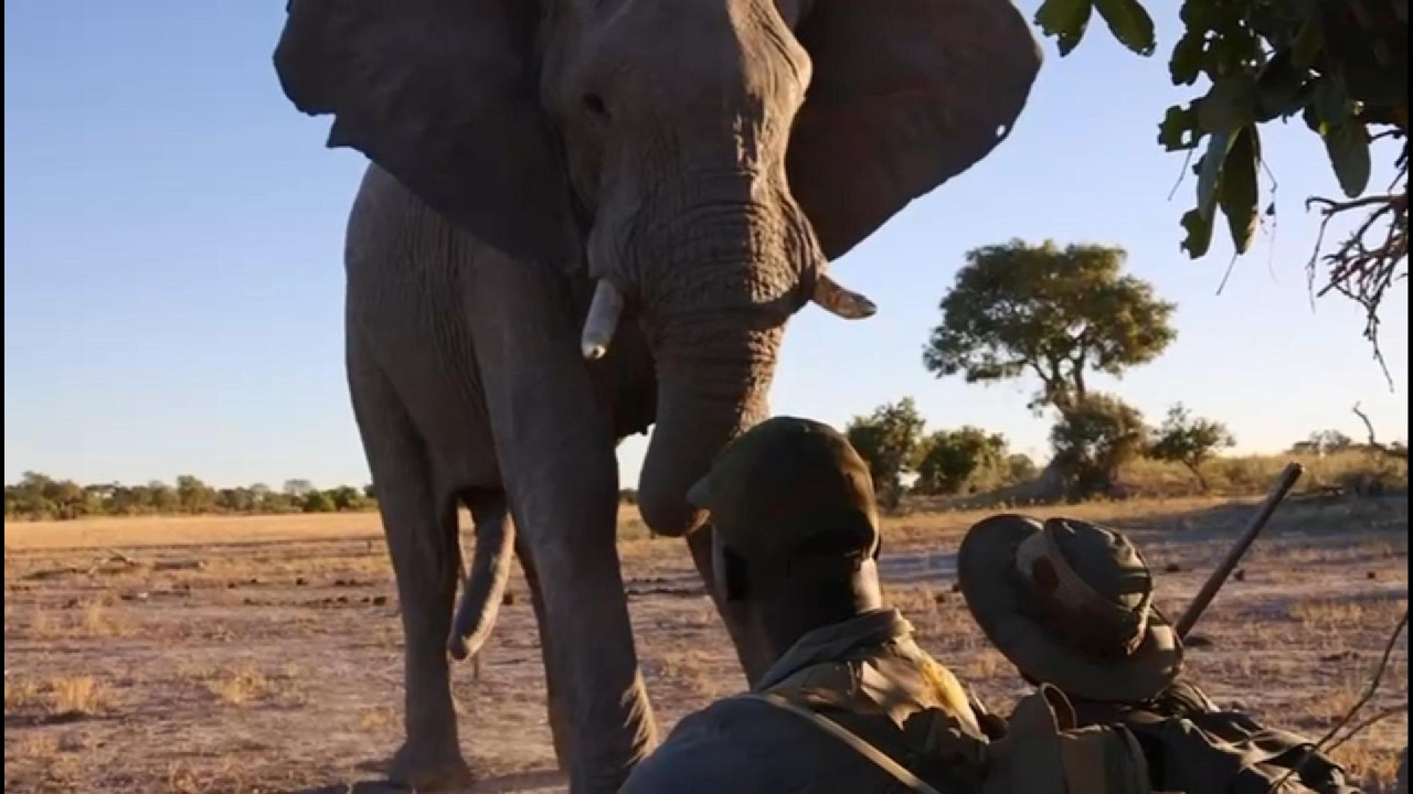 Dramatic Face to Face Elephant Encounter on Walking Safari