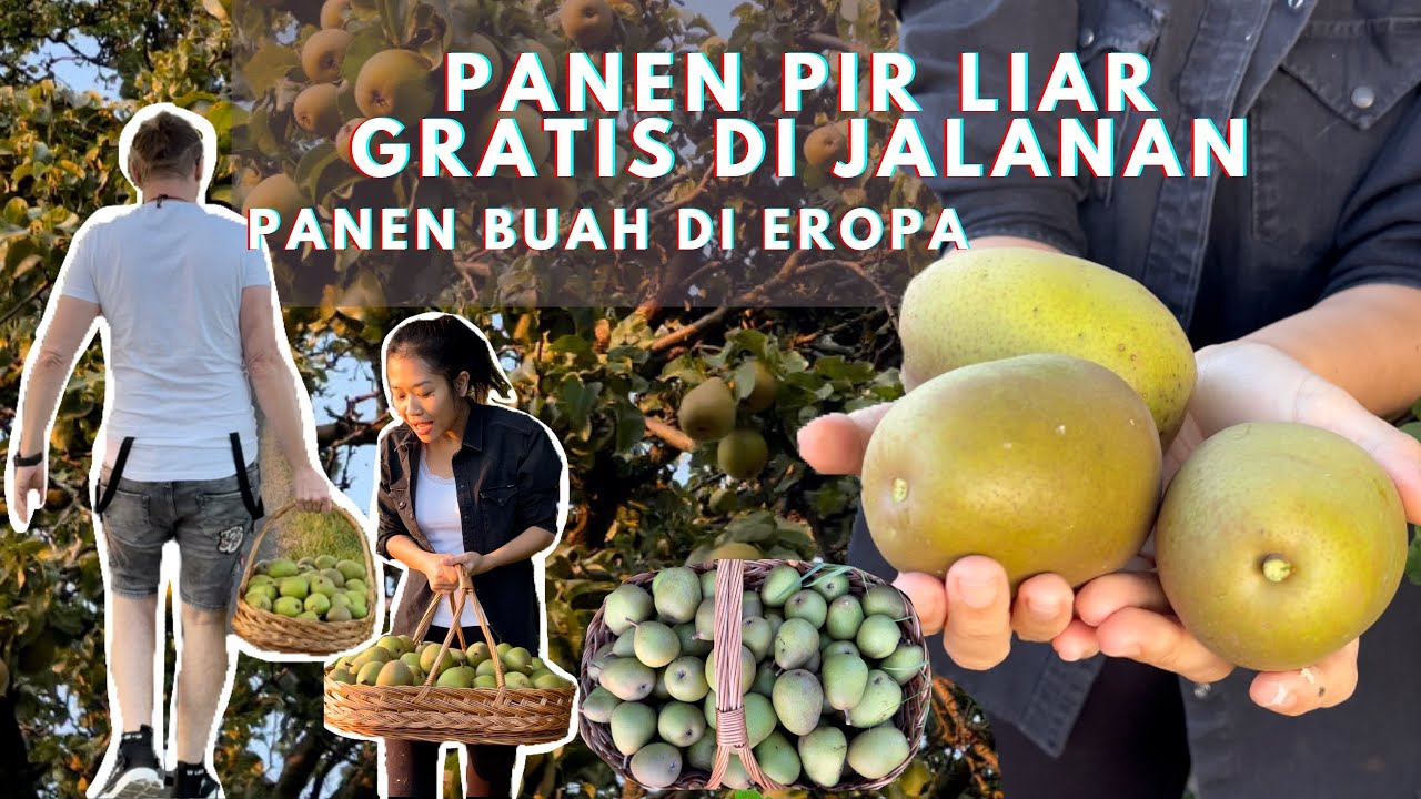 Panen Buah Pir Hijau Liar Gratis Di Jalanan - Panen Buah Di Eropa - Czech Republic