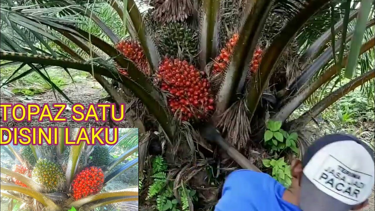 Manensawit bibit topaz 1 ll kebun sawit bangka