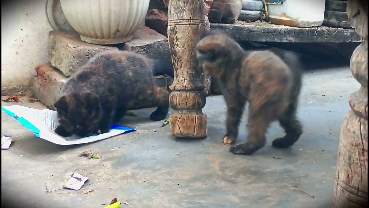 New kitens in my house CAT VIDEOS cat baby is chil #cat #catbaby #cartoon 
