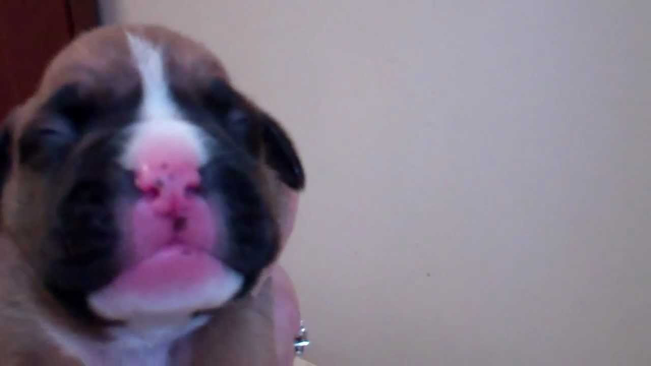 1 week old Boxer puppies
