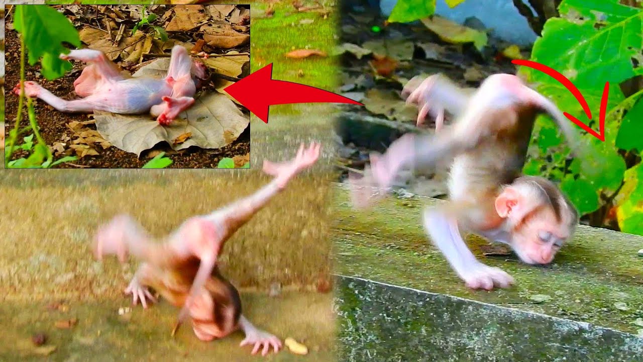 Dear owner, Tiny baby monkey began to train himself to walk actively, but the f_ailure still exist..