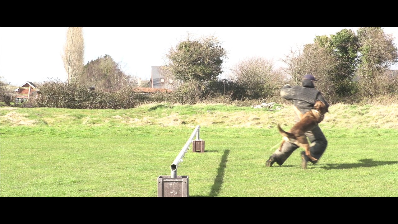 Malinois mix Flits BRN 30789 gun attack in KNPV training