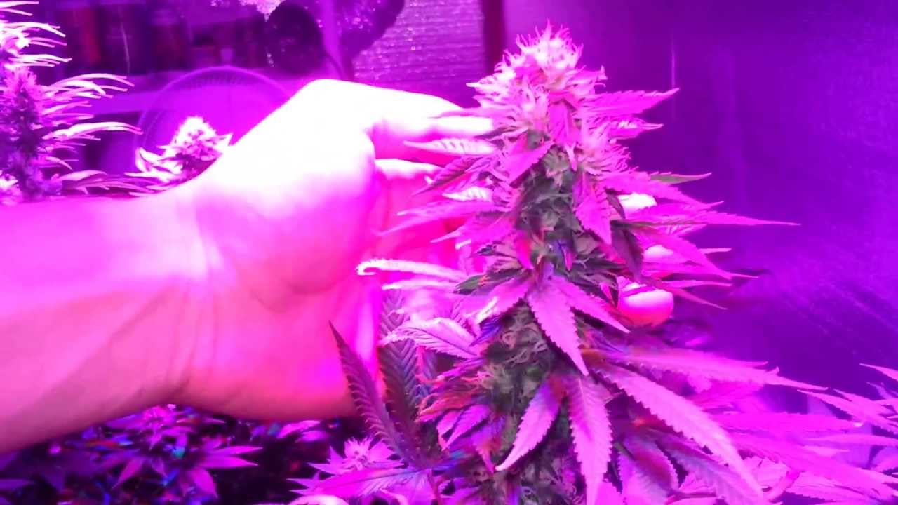 Chemdog from ghs & darkstra from thseeds, part5