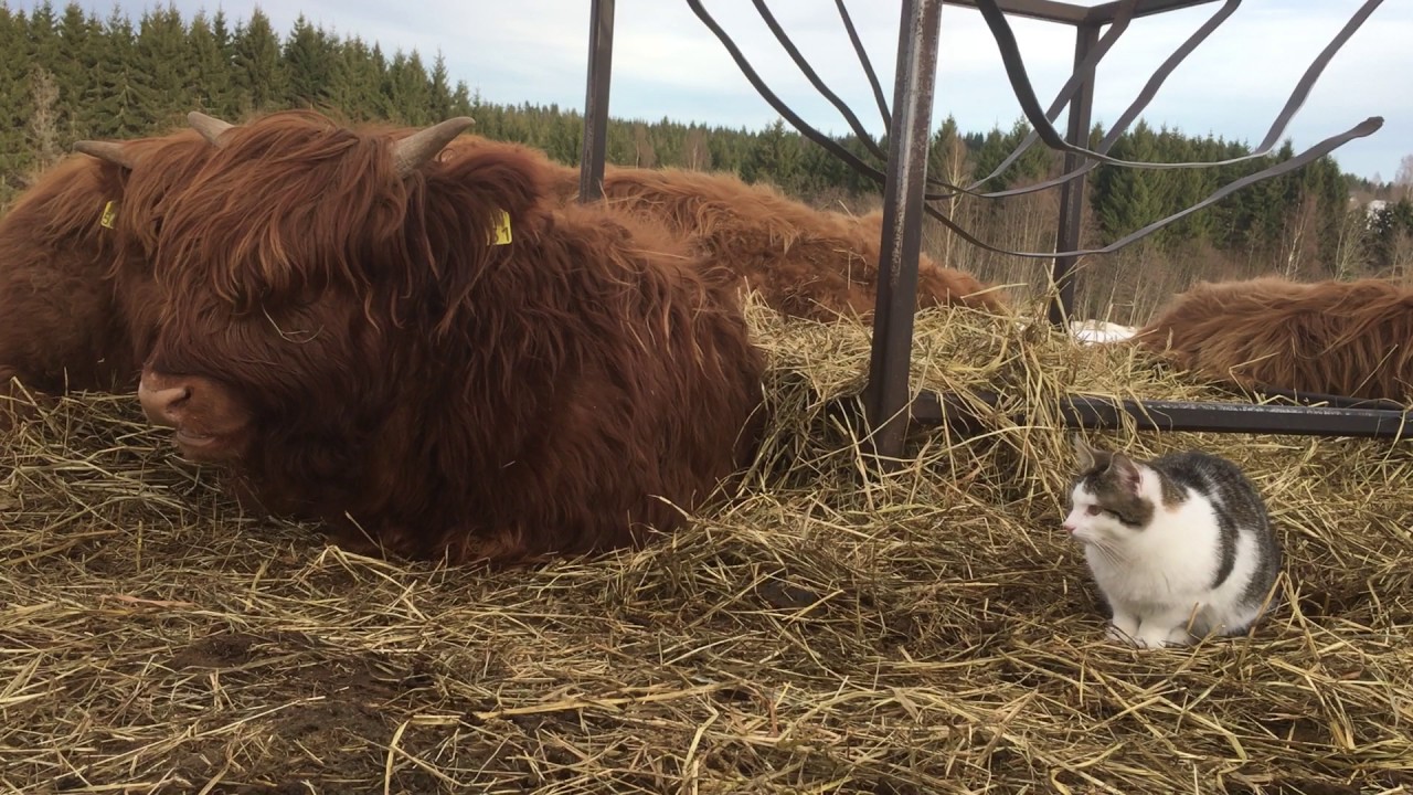Scottish Highland Cattle In Finland: Fluffy cows and their cat friends