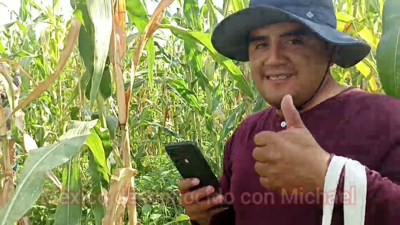 Tutorial cómo cortar elotes. 