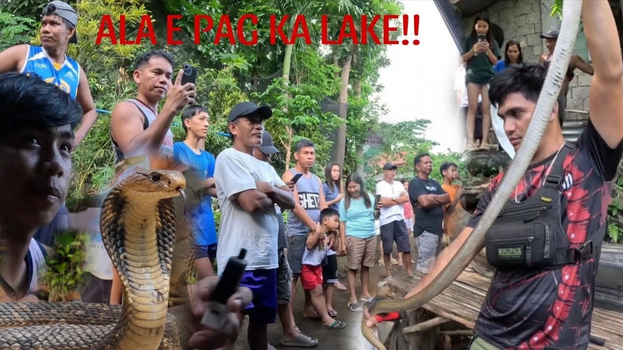 SANIB PWERSA PARA MAHULI ANG MGA MAMAW NA AHAS SA BATANGAS #cobraprince 