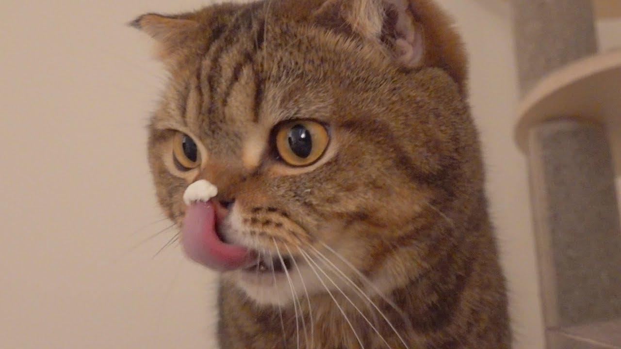 ЛуЛу не может съесть крем на своем носу (RUS SUB)